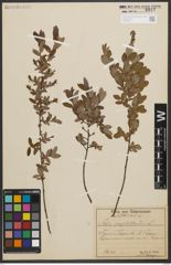 Foto von Salix myrtilloides L.